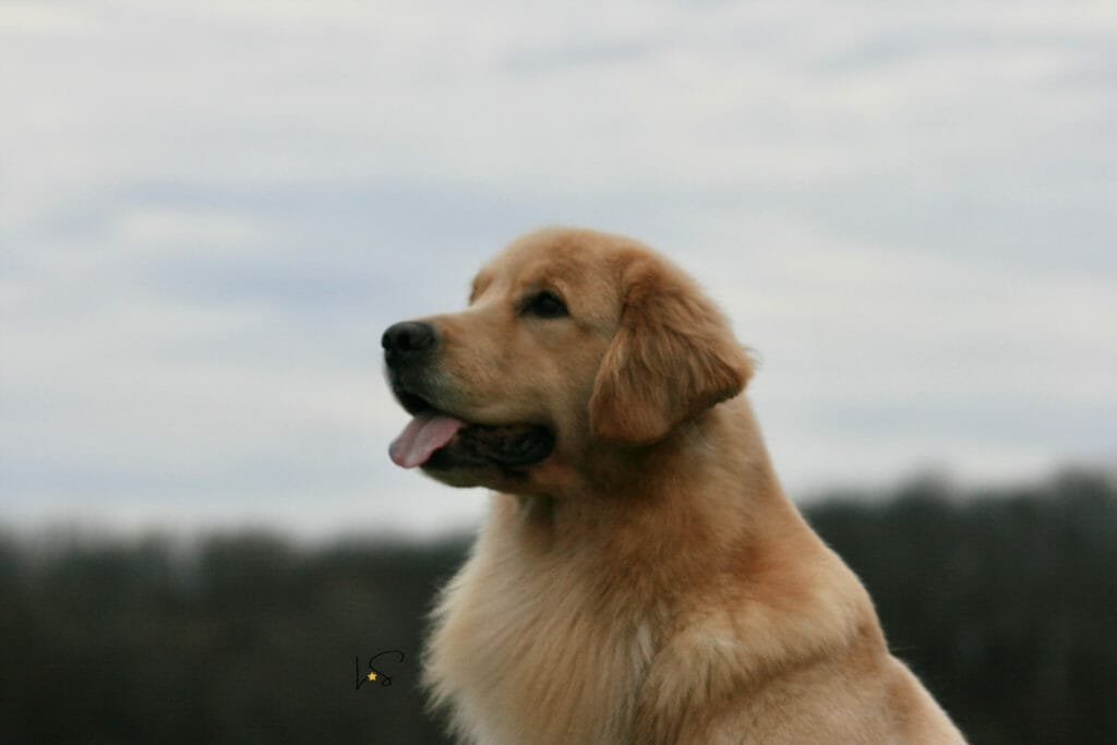 forevers find your beach - golden retriever