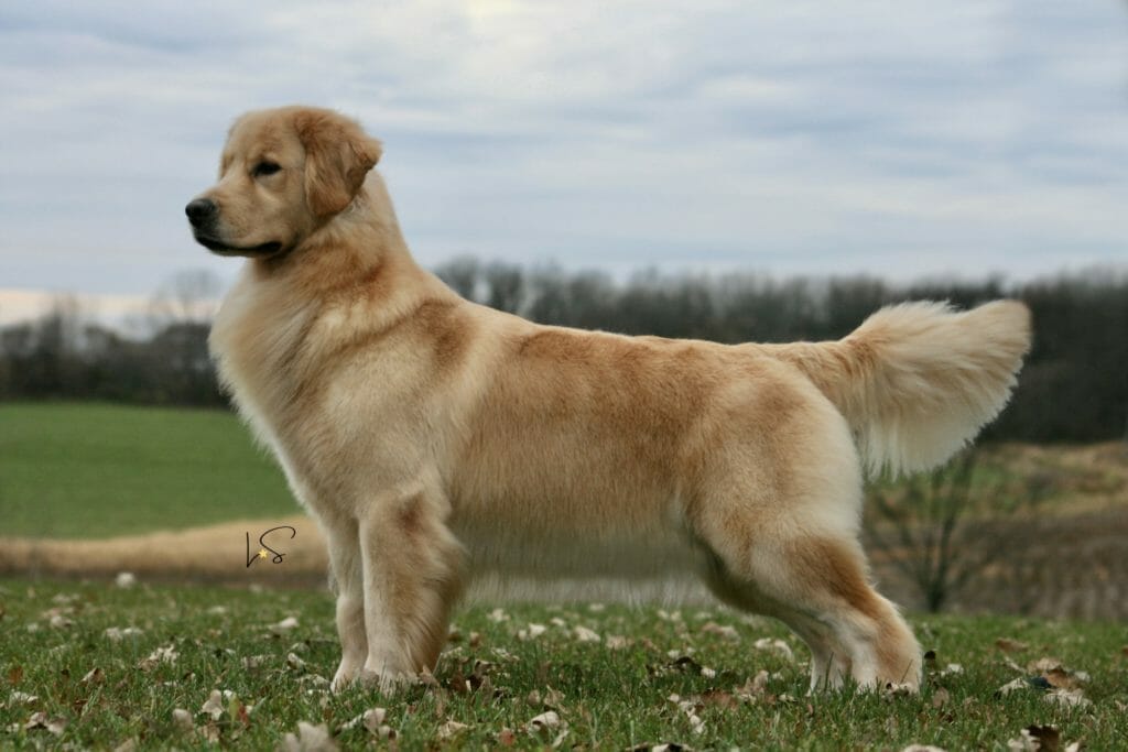 forevers find your beach - golden retriever