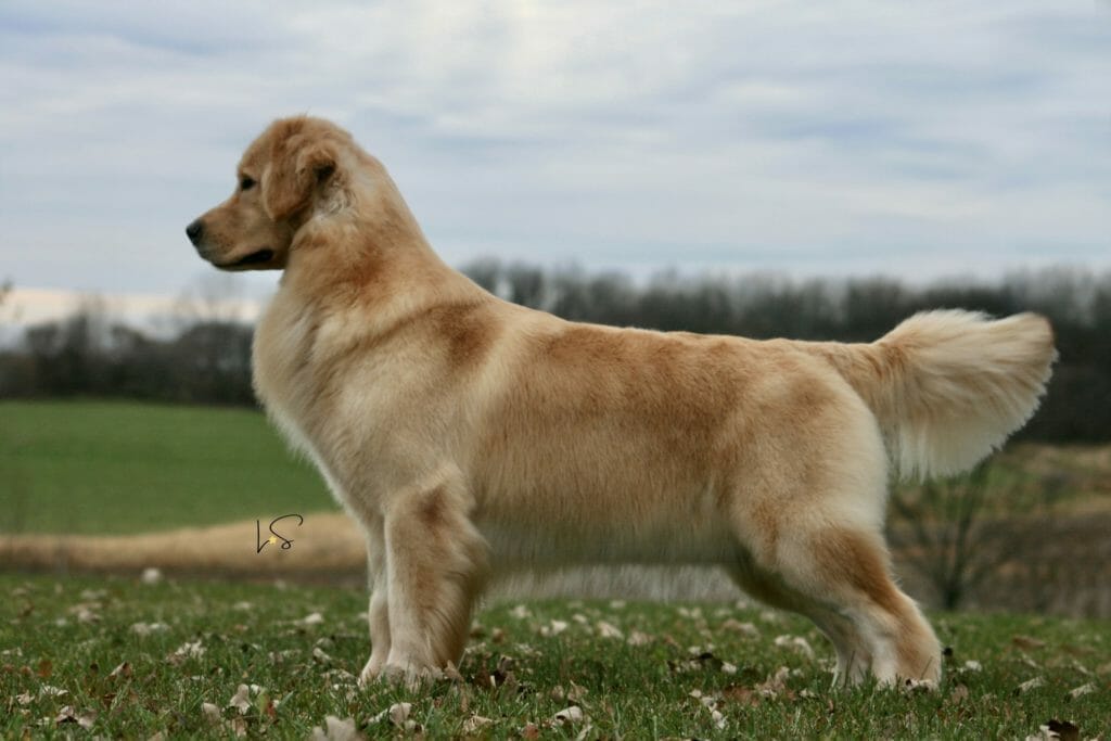 forevers find your beach - golden retriever