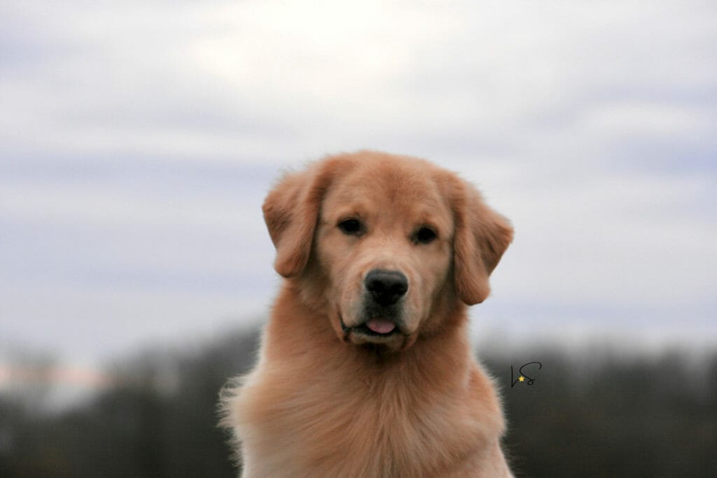 forevers find your beach - golden retriever