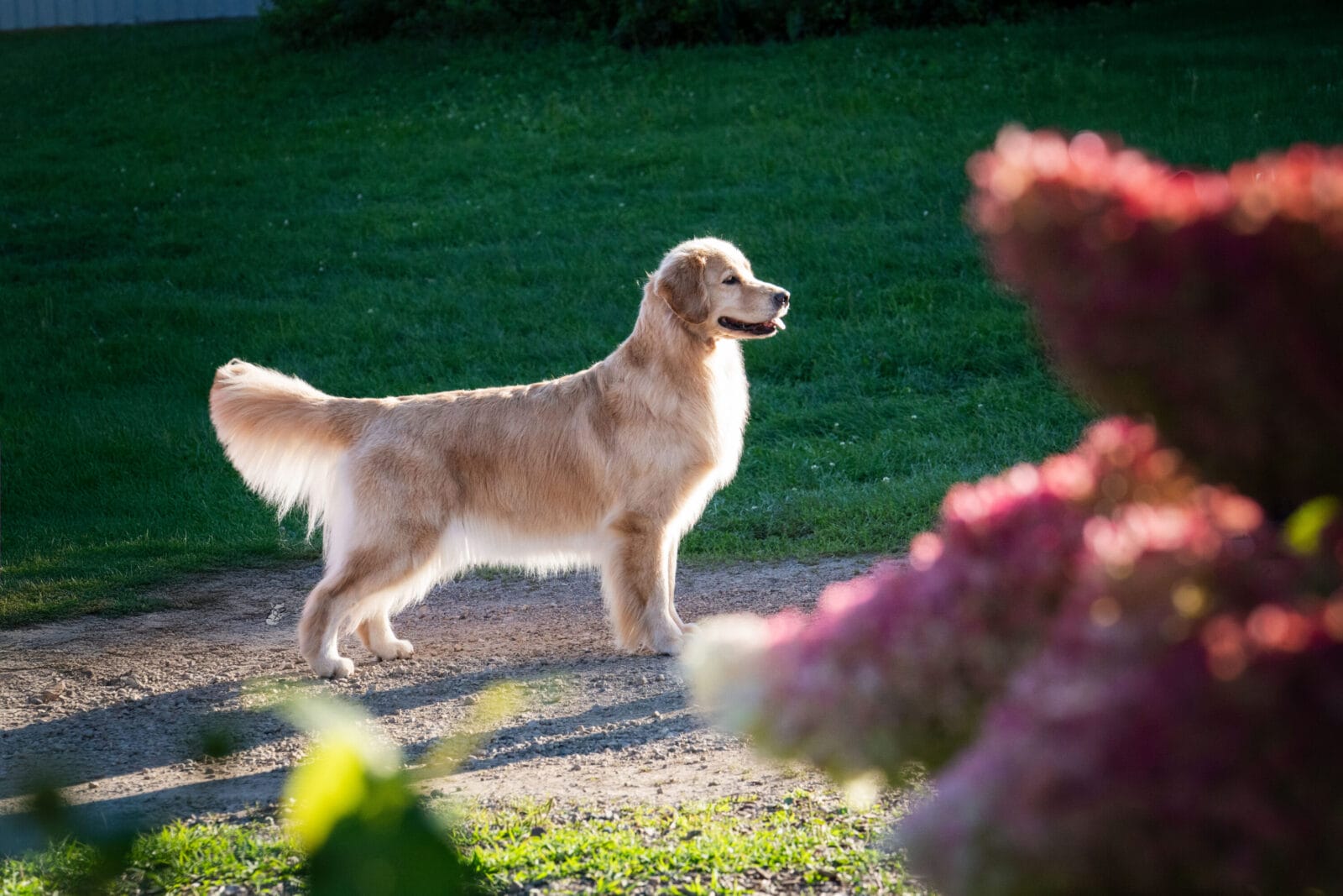 Photo of CH Forever’s Find Your Beach JH RN DN TKA CGCA RATS SWN OD, a  Golden Retriever.