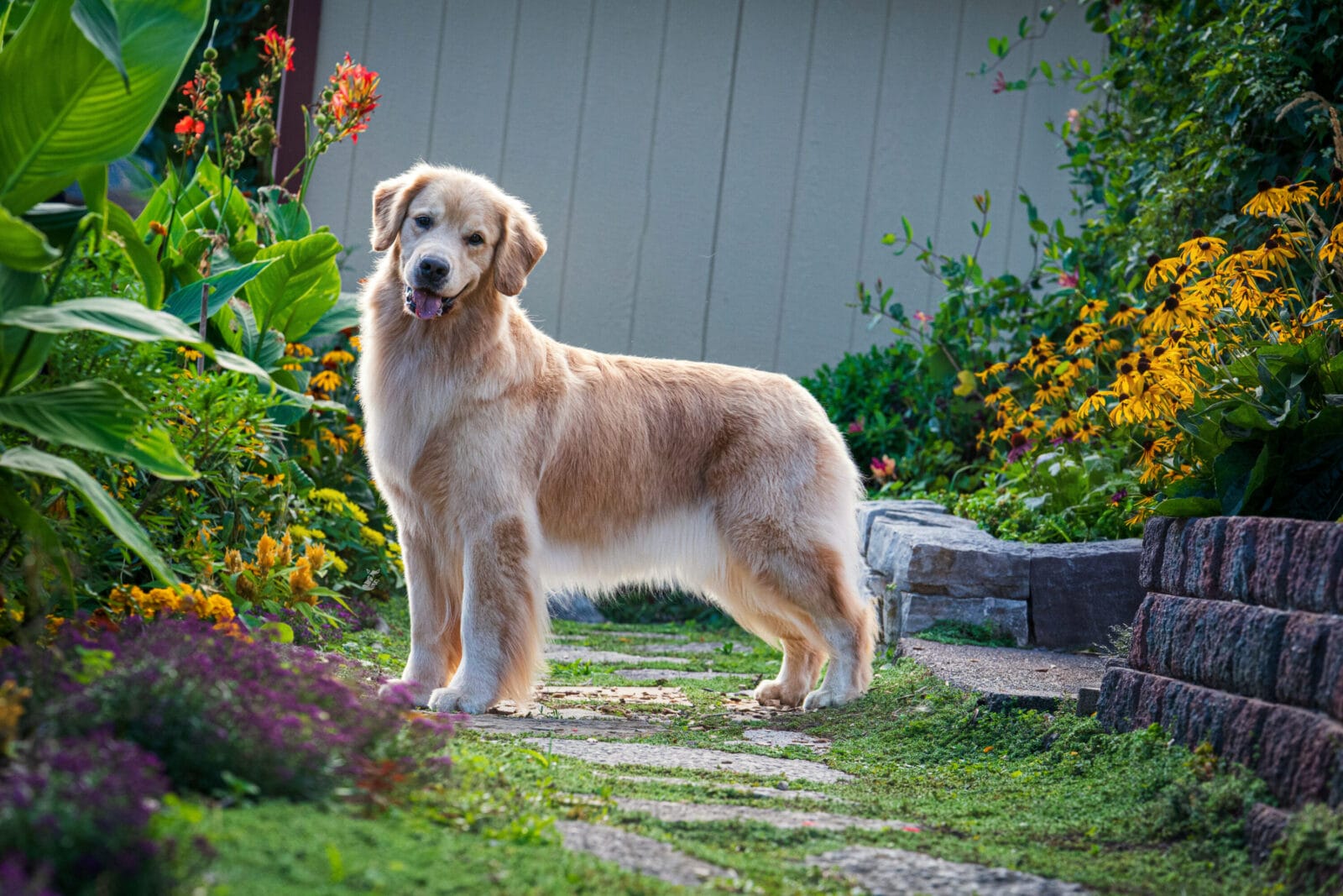 Photo of CH Forever’s Find Your Beach JH RN DN TKA CGCA RATS SWN OD, a  Golden Retriever.