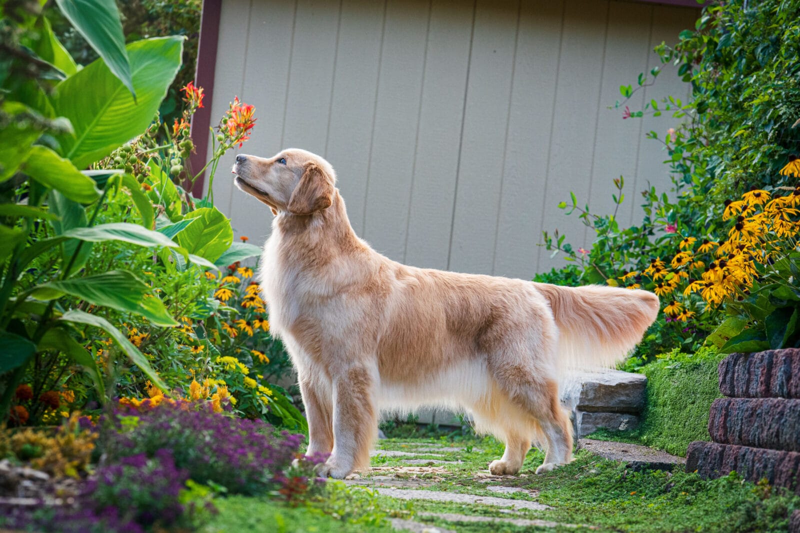 Photo of CH Forever’s Find Your Beach JH RN DN TKA CGCA RATS SWN OD, a  Golden Retriever.