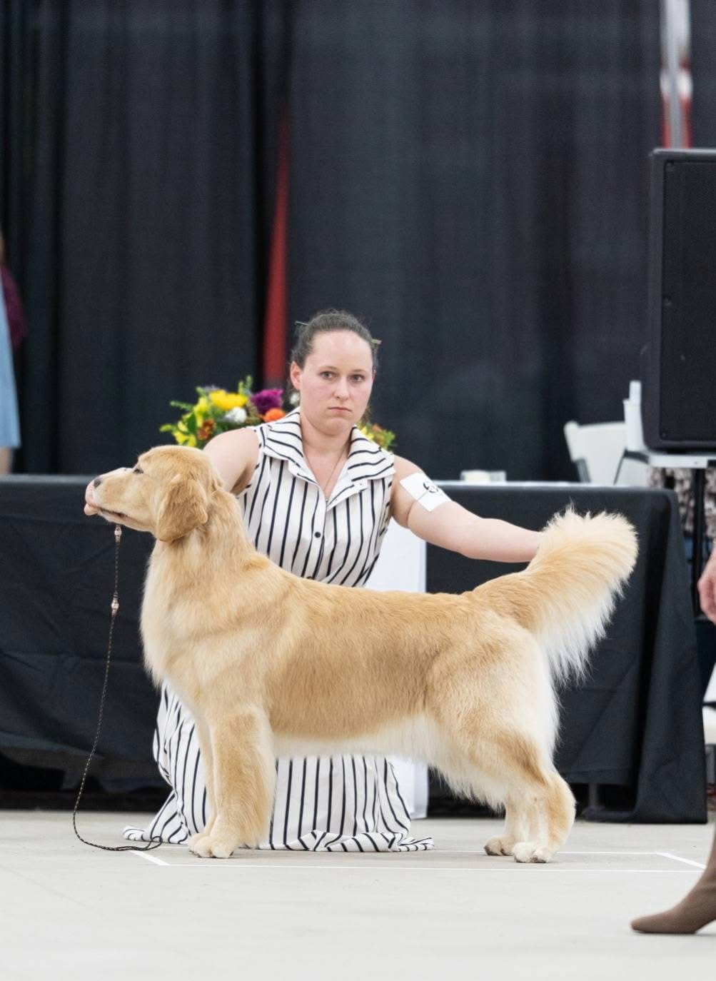 Photo of CH Forever’s Find Your Beach JH RN DN TKA CGCA RATS SWN OD, a  Golden Retriever.