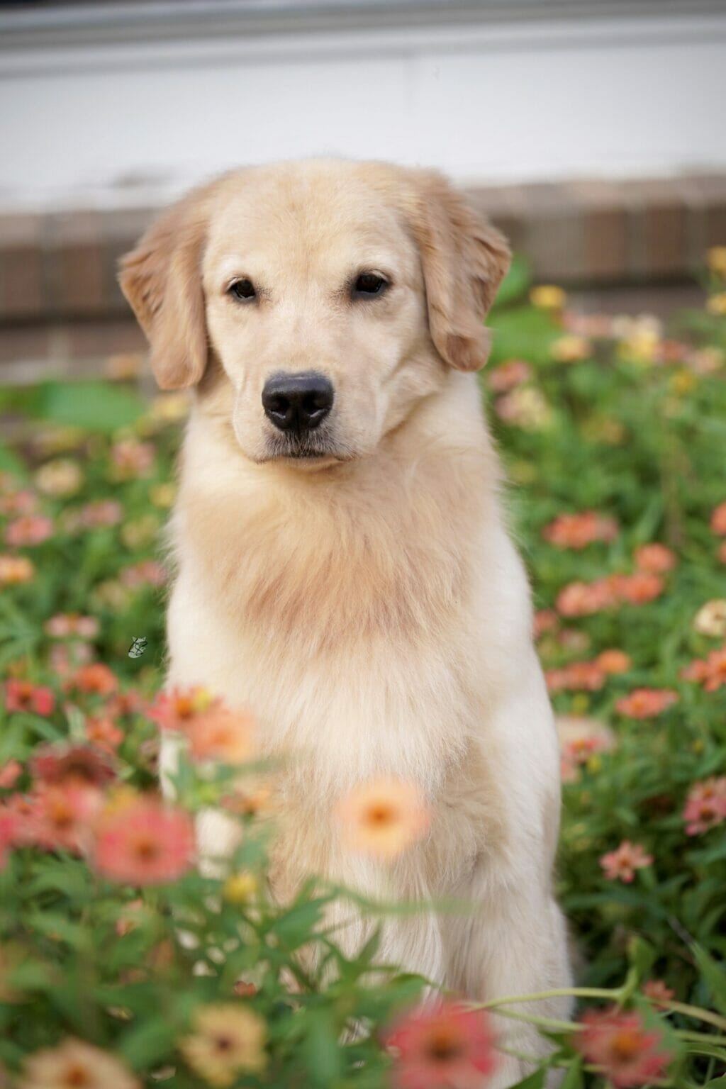 Photo of Forever’s Pretty Things Get Dirty, a  Golden Retriever.