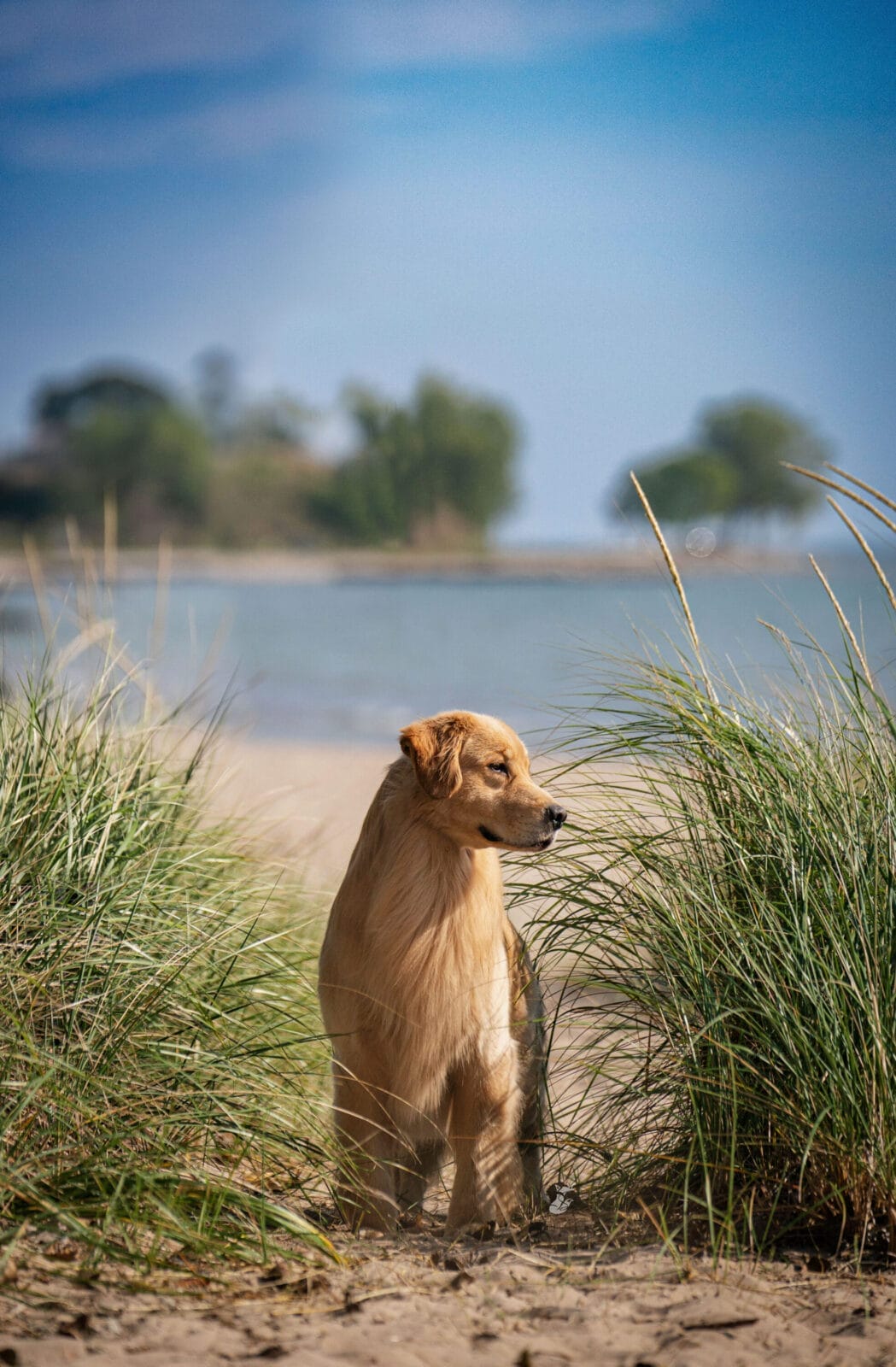 Photo of BISS CH Forevers Straight From The Barrel CGC RATN FDC, a  Golden Retriever.