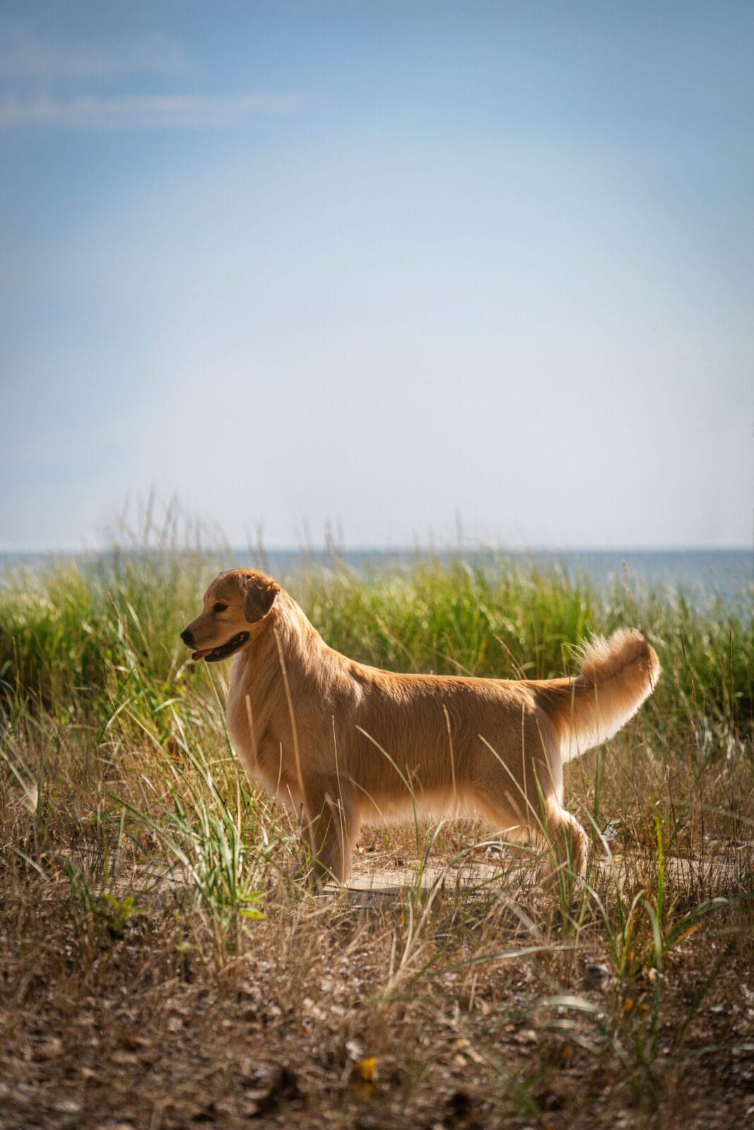 Photo of BISS CH Forevers Straight From The Barrel CGC RATN FDC, a  Golden Retriever.