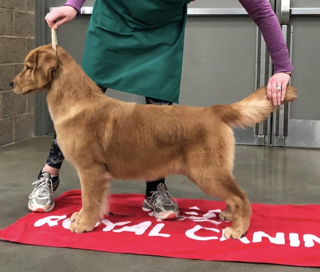 Photo of CH Forevers Ocean Front Property, a  Golden Retriever.
