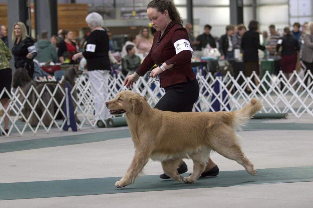 Photo of BVISS CH Forever’s Dirt On My Boots CD RA CGC, a  Golden Retriever.