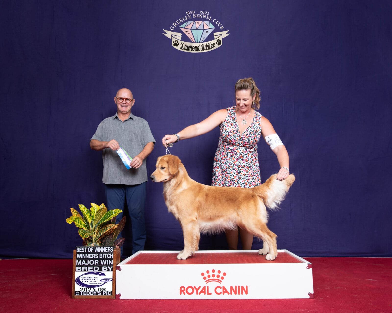 Photo of CH Forever Relay’s Chasin’ Nirvana SH CD DJ WCX VC, a  Golden Retriever.