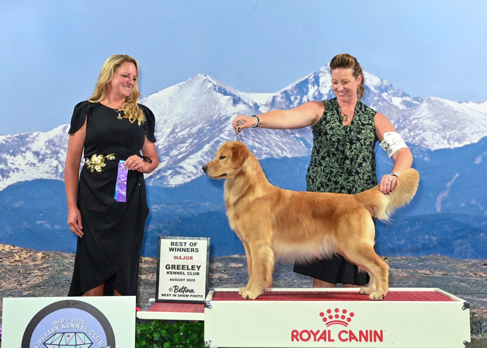 Photo of CH Forever Relay’s Chasin’ Nirvana SH CD DJ WCX VC, a  Golden Retriever.