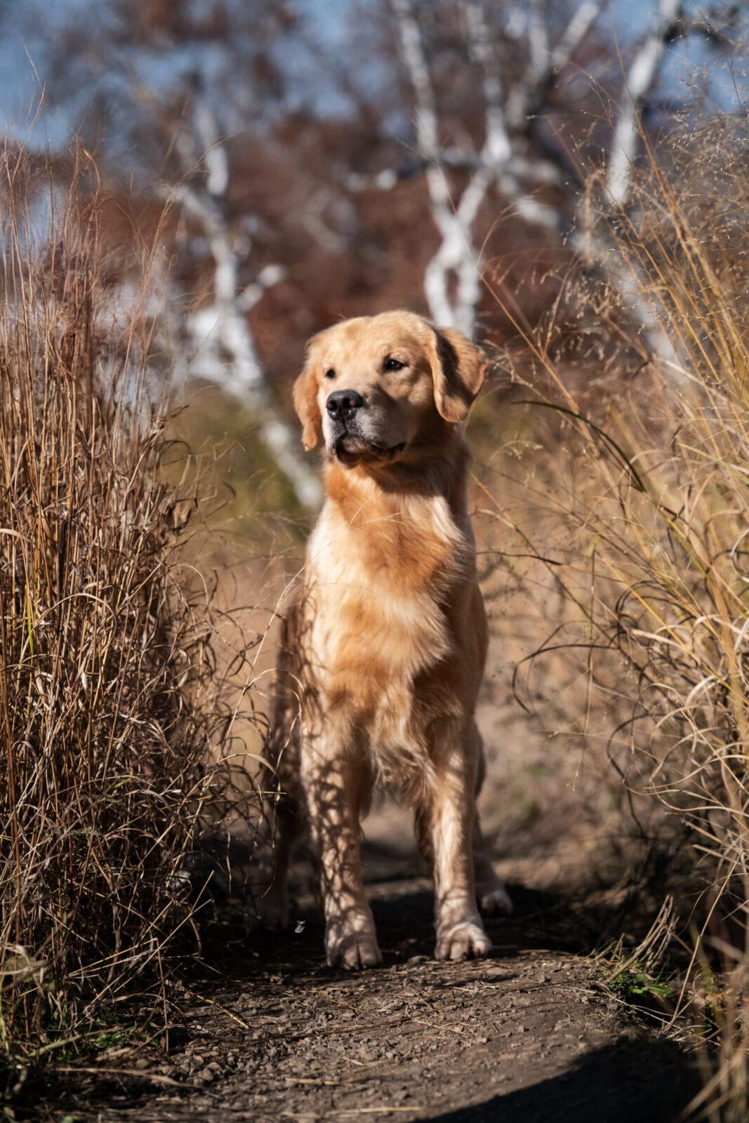 Photo of CH Forever Relay’s Chasin’ Nirvana SH CD DJ WCX VC, a  Golden Retriever.