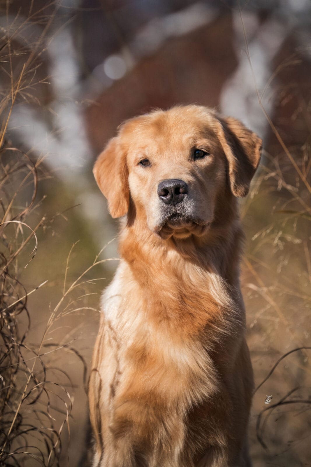 Photo of CH Forever Relay’s Chasin’ Nirvana SH CD DJ WCX VC, a  Golden Retriever.