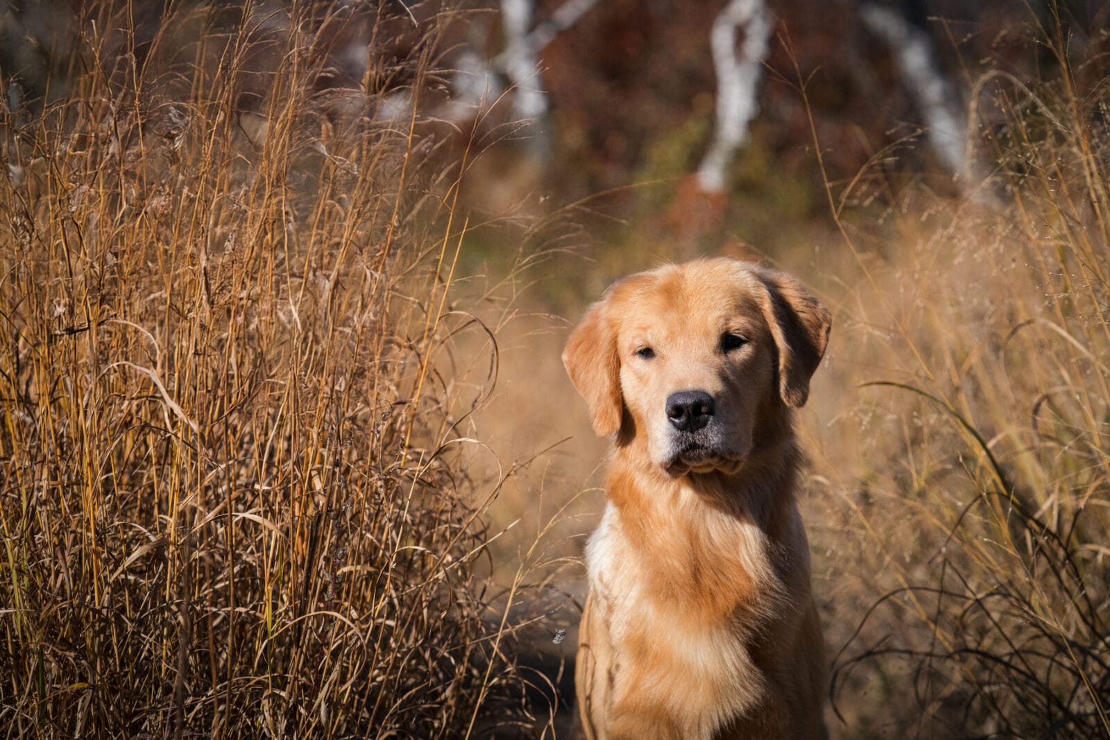 Photo of CH Forever Relay’s Chasin’ Nirvana SH CD DJ WCX VC, a  Golden Retriever.