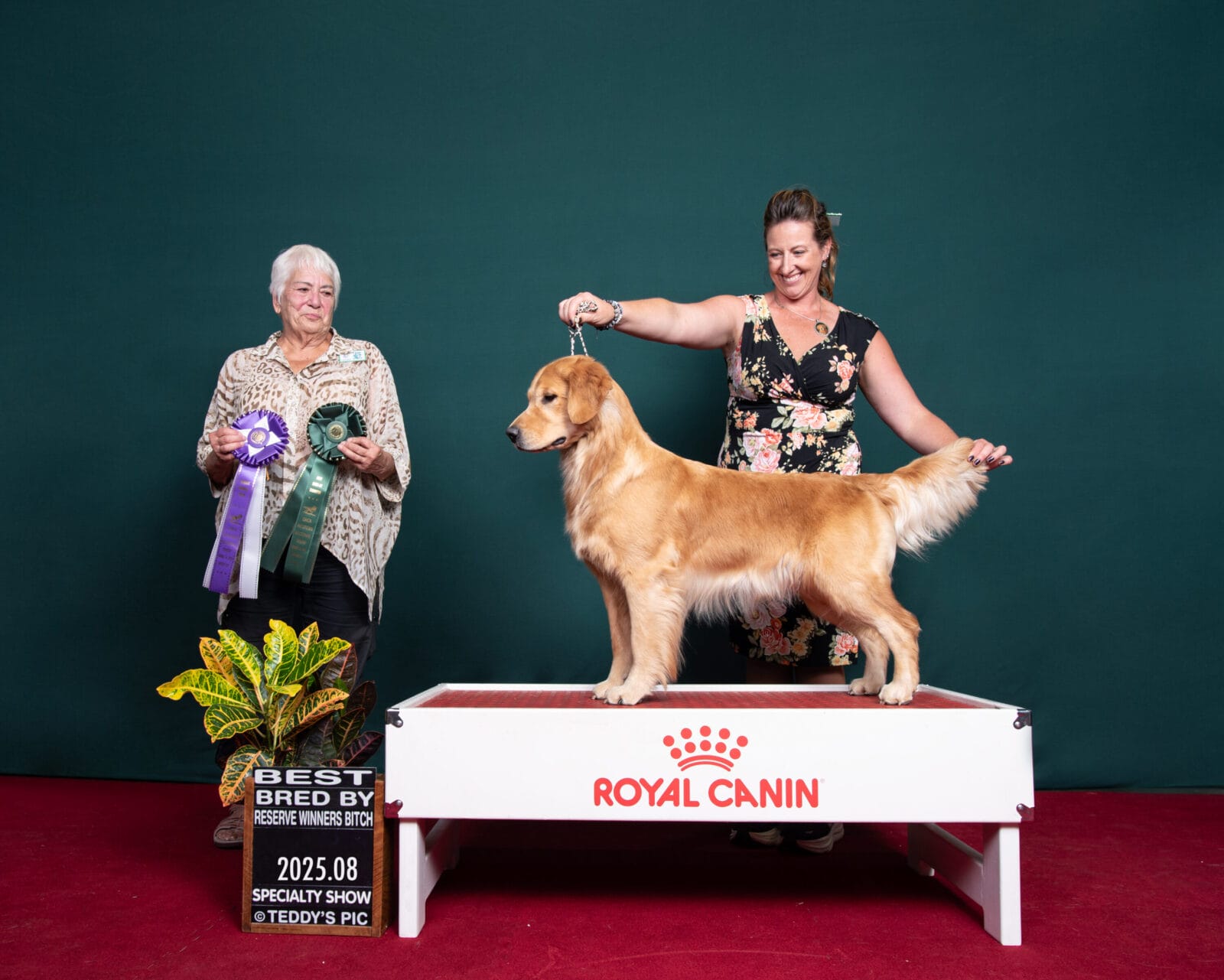 Photo of CH Forever Relay’s Chasin’ Nirvana SH CD DJ WCX VC, a  Golden Retriever.