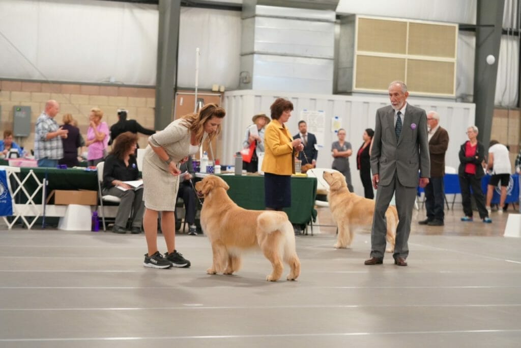 forevers straight from the barrel - golden retriever
