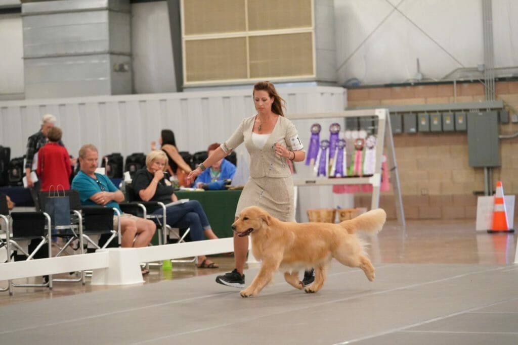 forevers straight from the barrel - golden retriever