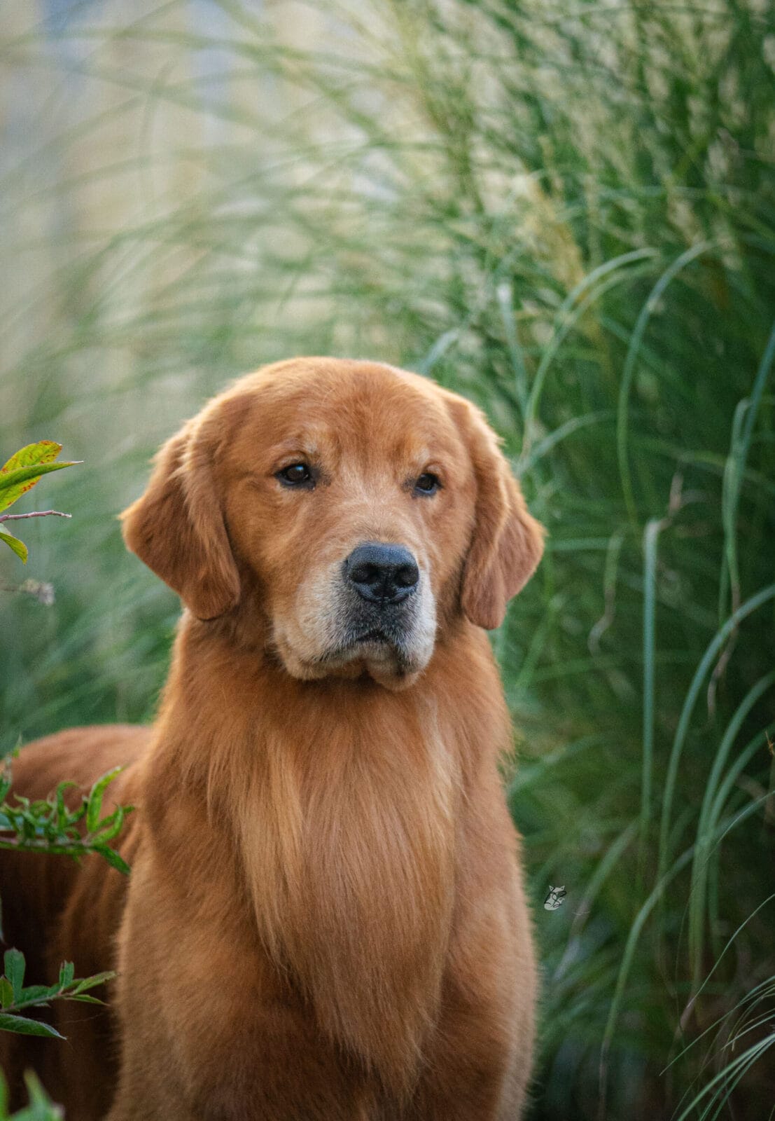 Photo of CH Forever RW May Contain Nuts, a Red Golden Retriever.