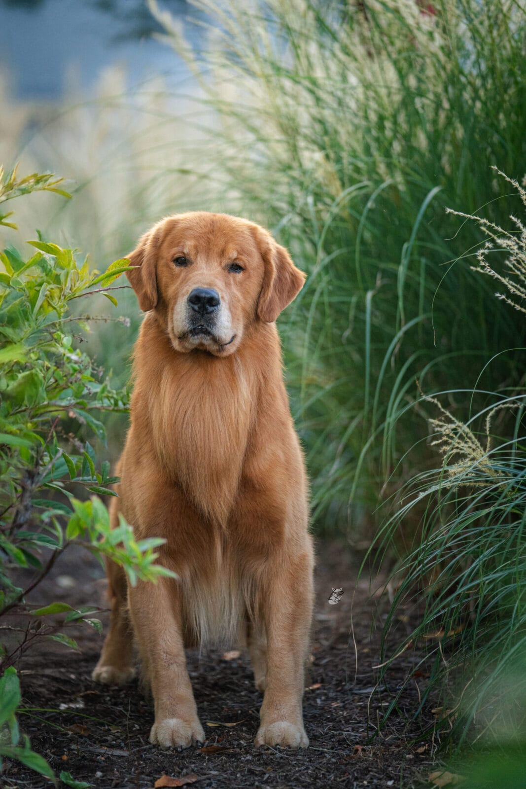Photo of CH Forever RW May Contain Nuts, a Red Golden Retriever.