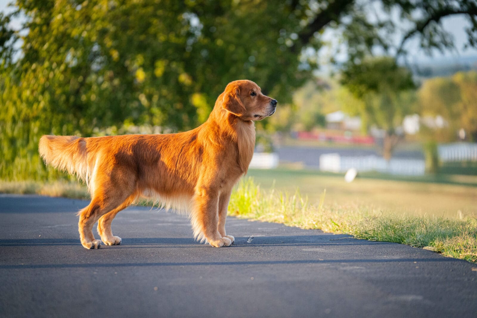 Photo of CH Forever RW May Contain Nuts, a Red Golden Retriever.