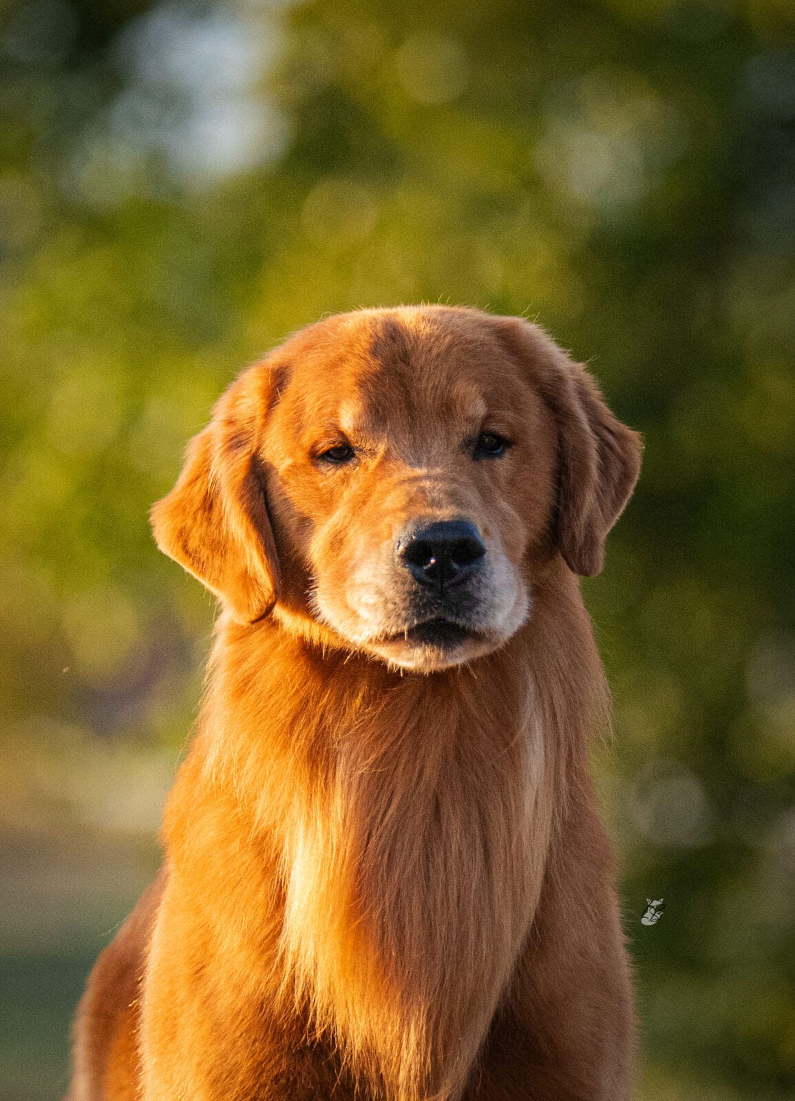 Photo of CH Forever RW May Contain Nuts, a Red Golden Retriever.