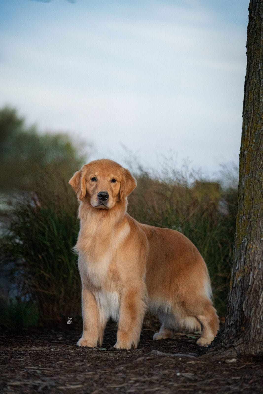Photo of CH Forever’s Wreaking Havoc, a  Golden Retriever.