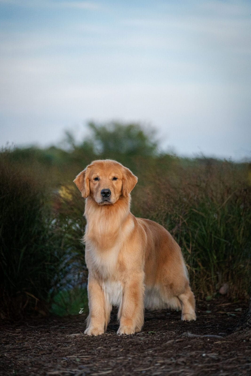 Photo of CH Forever’s Wreaking Havoc, a  Golden Retriever.