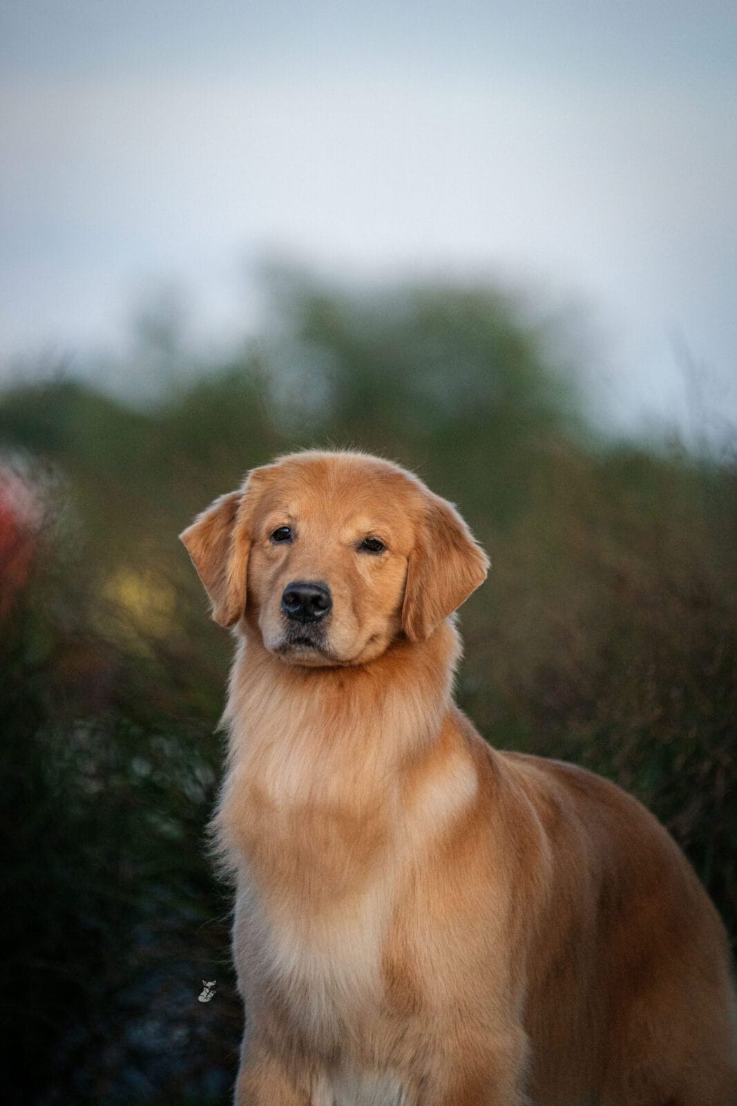 Photo of CH Forever’s Wreaking Havoc, a  Golden Retriever.