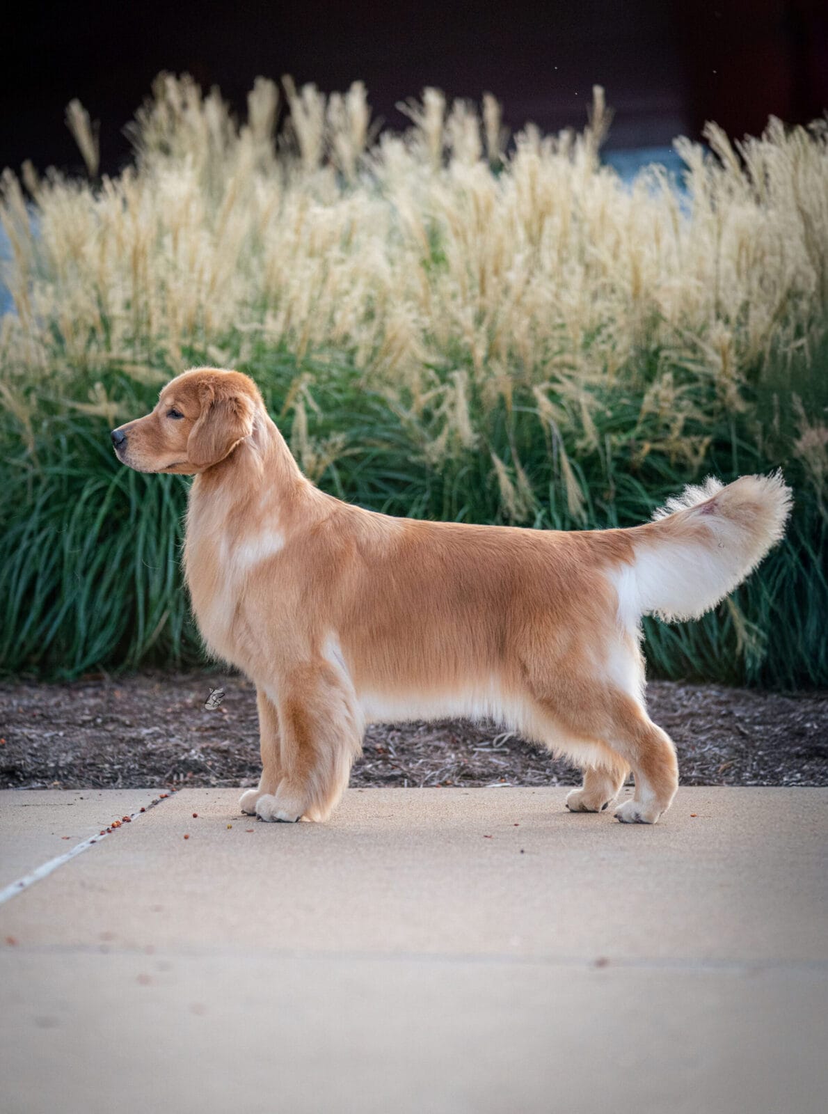 Photo of CH Forever’s Wreaking Havoc, a  Golden Retriever.
