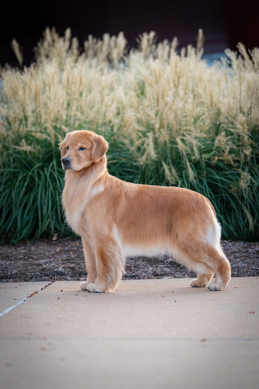Photo of CH Forever’s Wreaking Havoc, a  Golden Retriever.