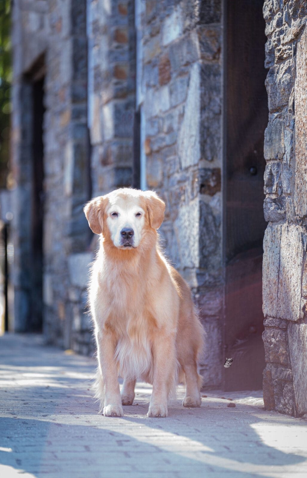 Photo of GCH Forever Garcin’s She’s The Real Thing, a  Golden Retriever.