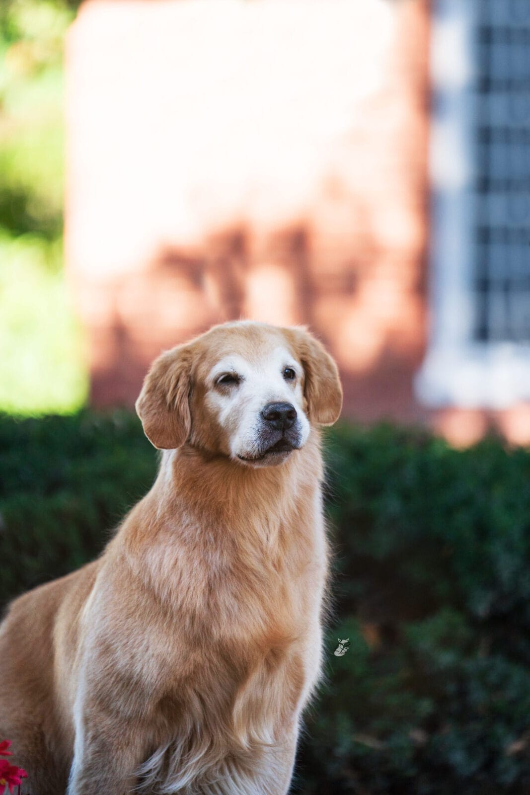 Photo of GCH Forever Garcin’s She’s The Real Thing, a  Golden Retriever.