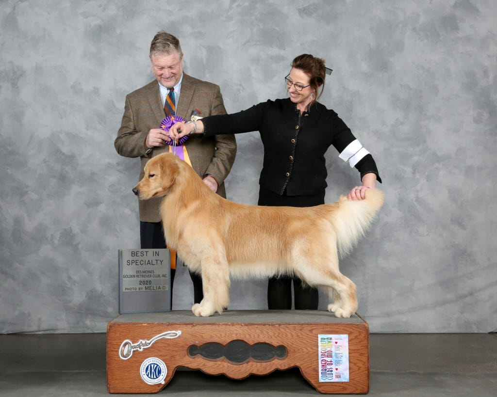 c'bears spot on at devanley - golden retriever