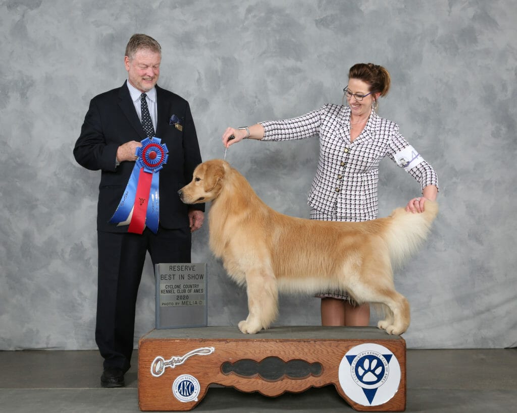 c'bears spot on at devanley - golden retriever