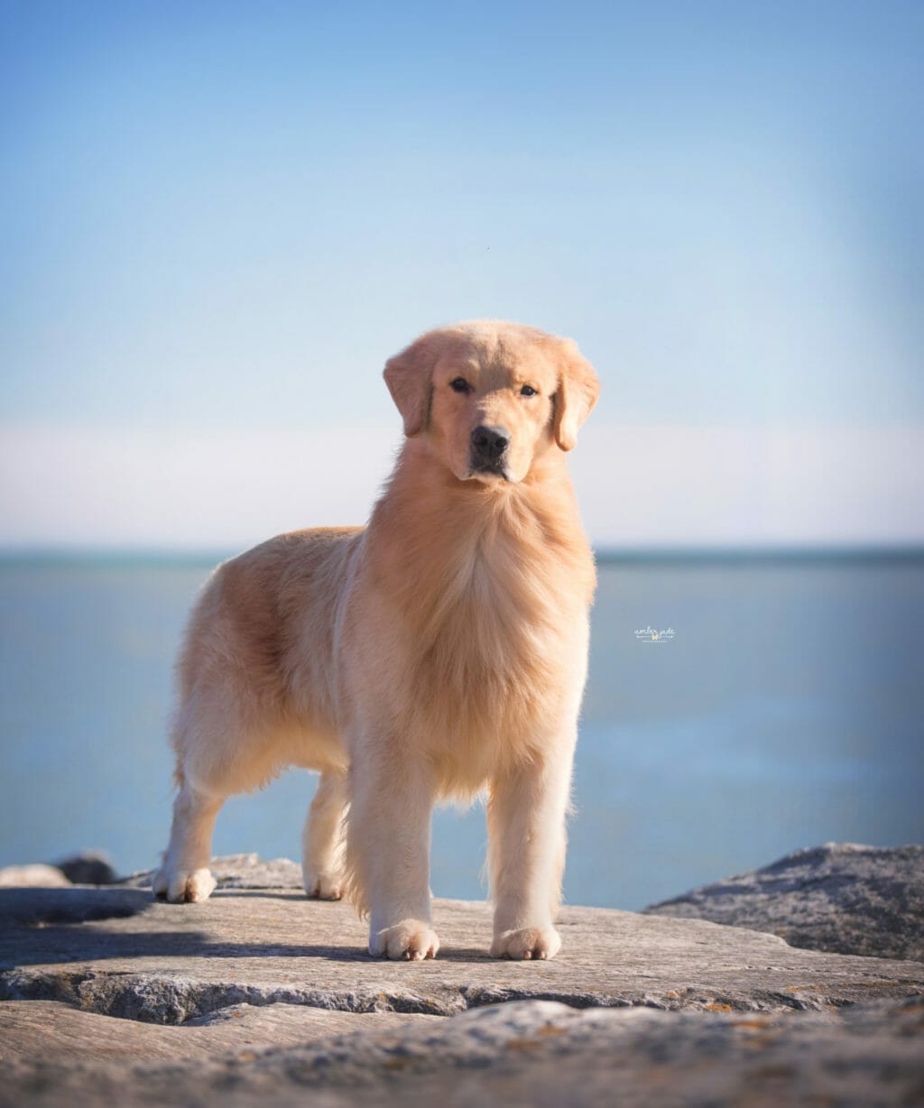 c'bears spot on at devanley - golden retriever