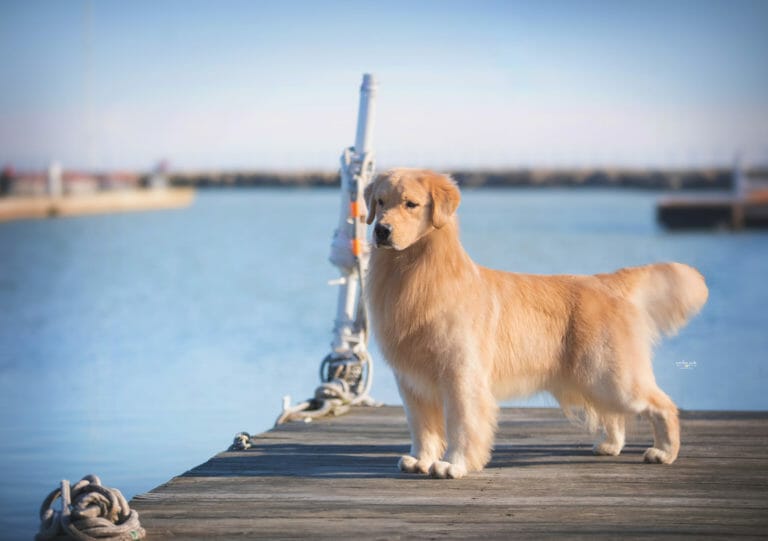 c'bears spot on at devanley - golden retriever