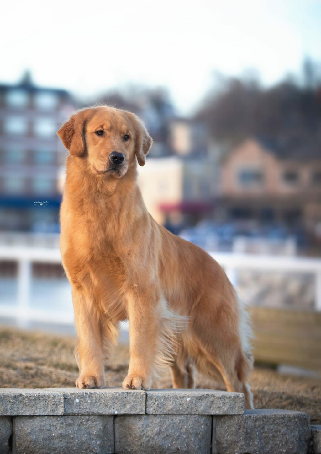 sonadors owl drink to that - golden retriever