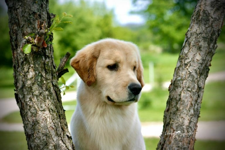 forevers not your basic beach - golden retriever