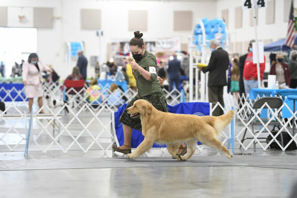 forevers dirty on my boots - golden retriever