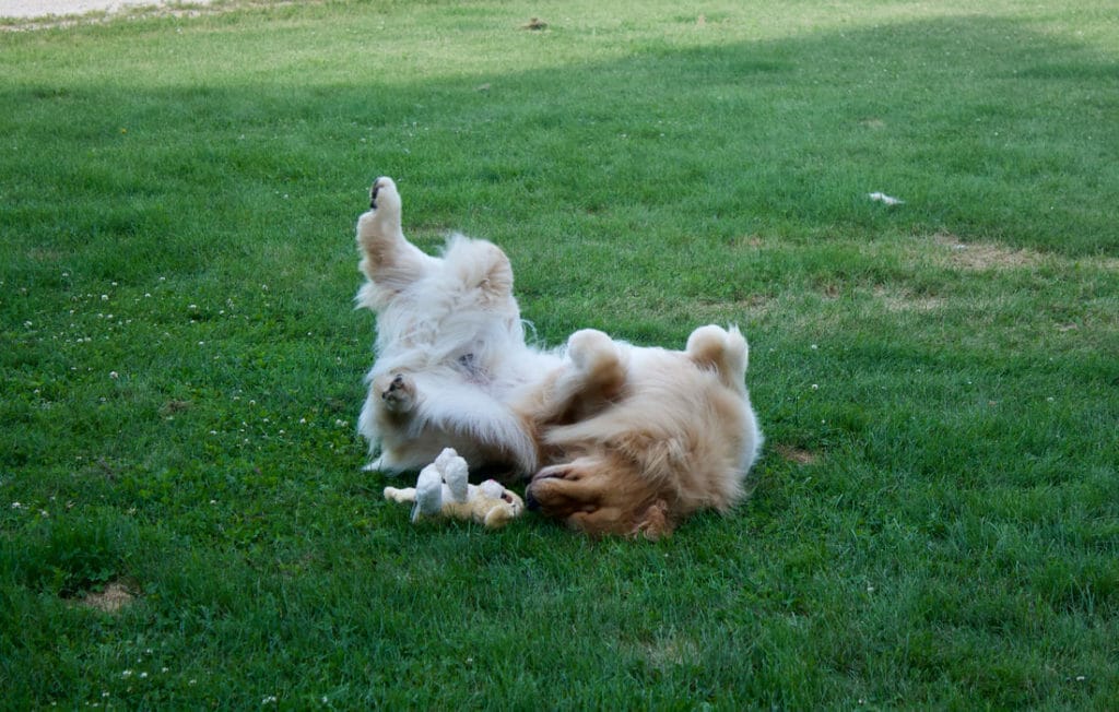 forevers dirty on my boots - golden retriever