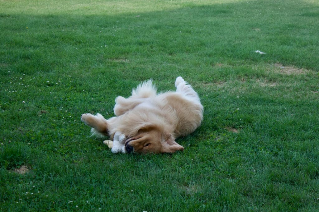 forevers dirty on my boots - golden retriever