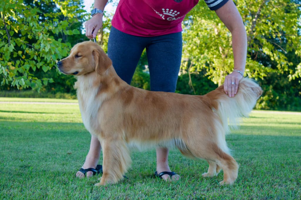 summits forever I'm not fat im fluffy - golden retriever