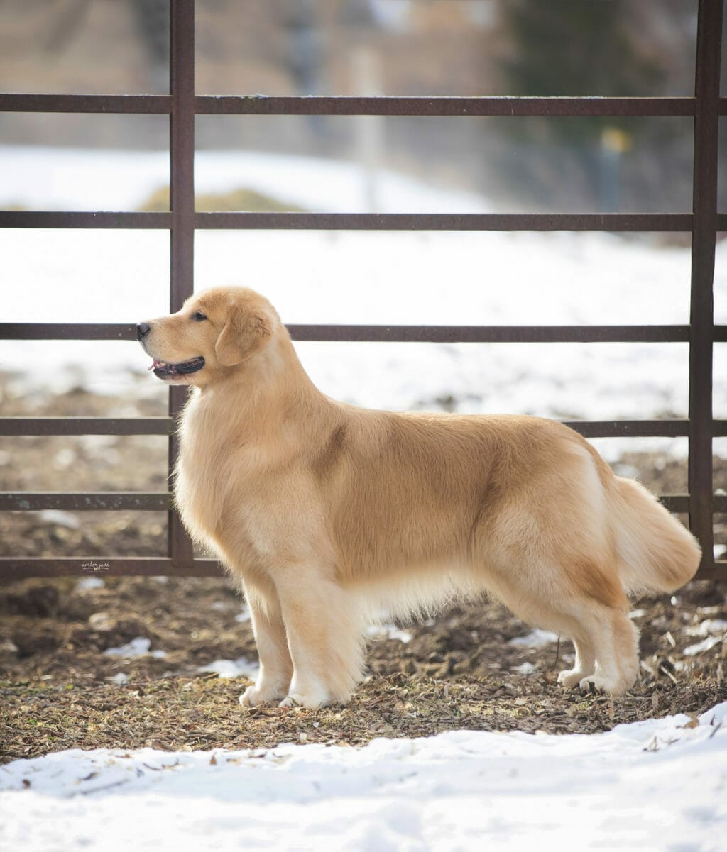 chesterfields forever lucky charm - golden retriever