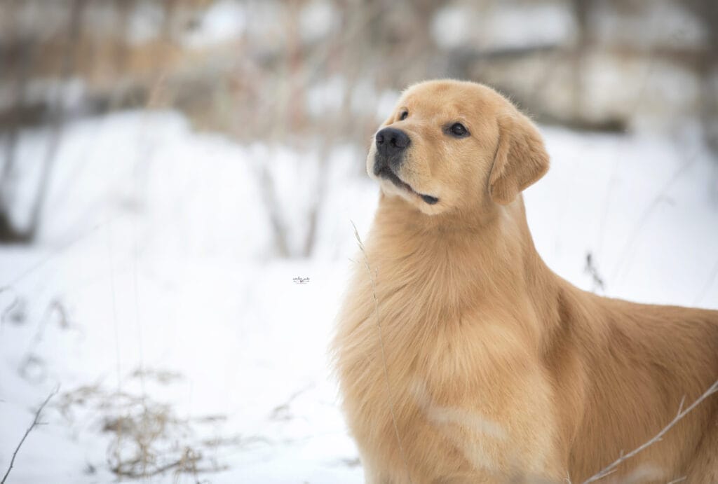 Photo of GCH Chesterfield’s Forever Lucky Charm, a  Golden Retriever.