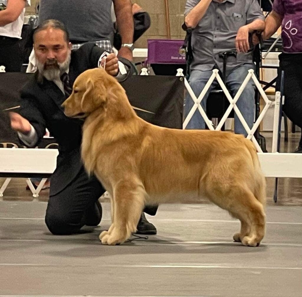 Photo of CH SHR Forever Champagne’s Sex, Lies & Politics ATT FDC DN WC TKN RN, a  Golden Retriever.
