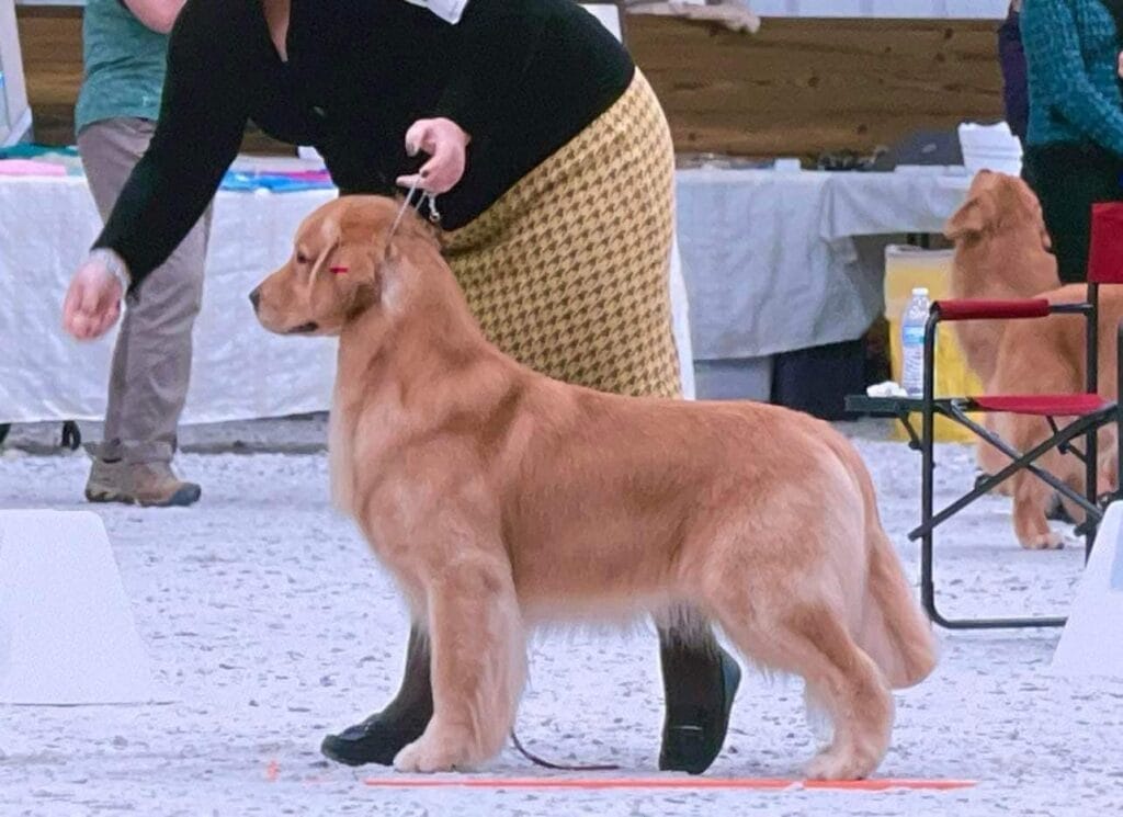Photo of CH SHR Forever Champagne’s Sex, Lies & Politics ATT FDC DN WC TKN RN, a  Golden Retriever.