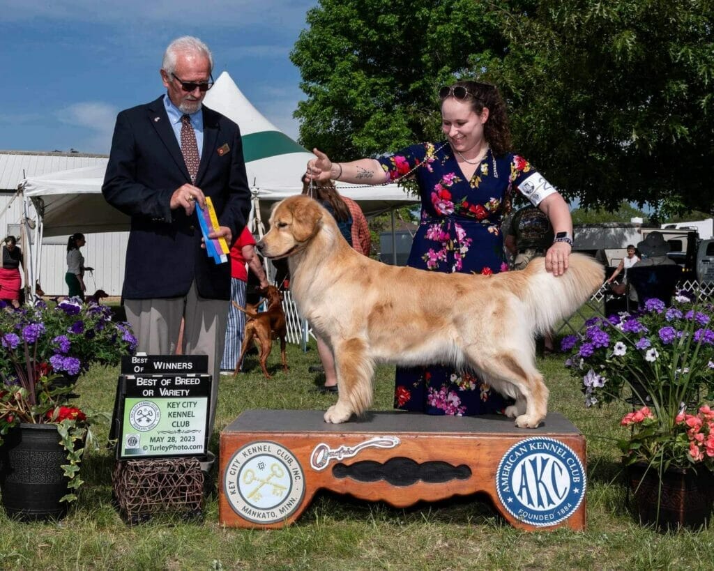 Photo of CH Forever’s Find Your Beach JH RN DN TKA CGCA RATS SWN OD, a  Golden Retriever.