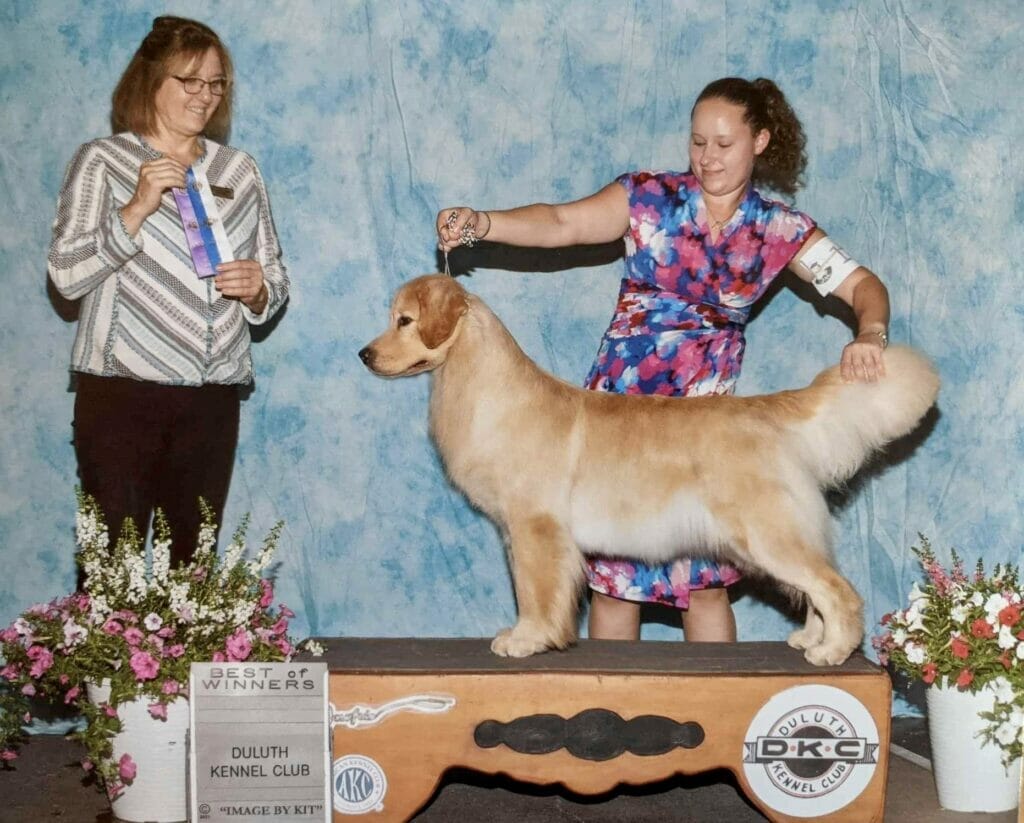 Photo of CH Forever’s Find Your Beach JH RN DN TKA CGCA RATS SWN OD, a  Golden Retriever.
