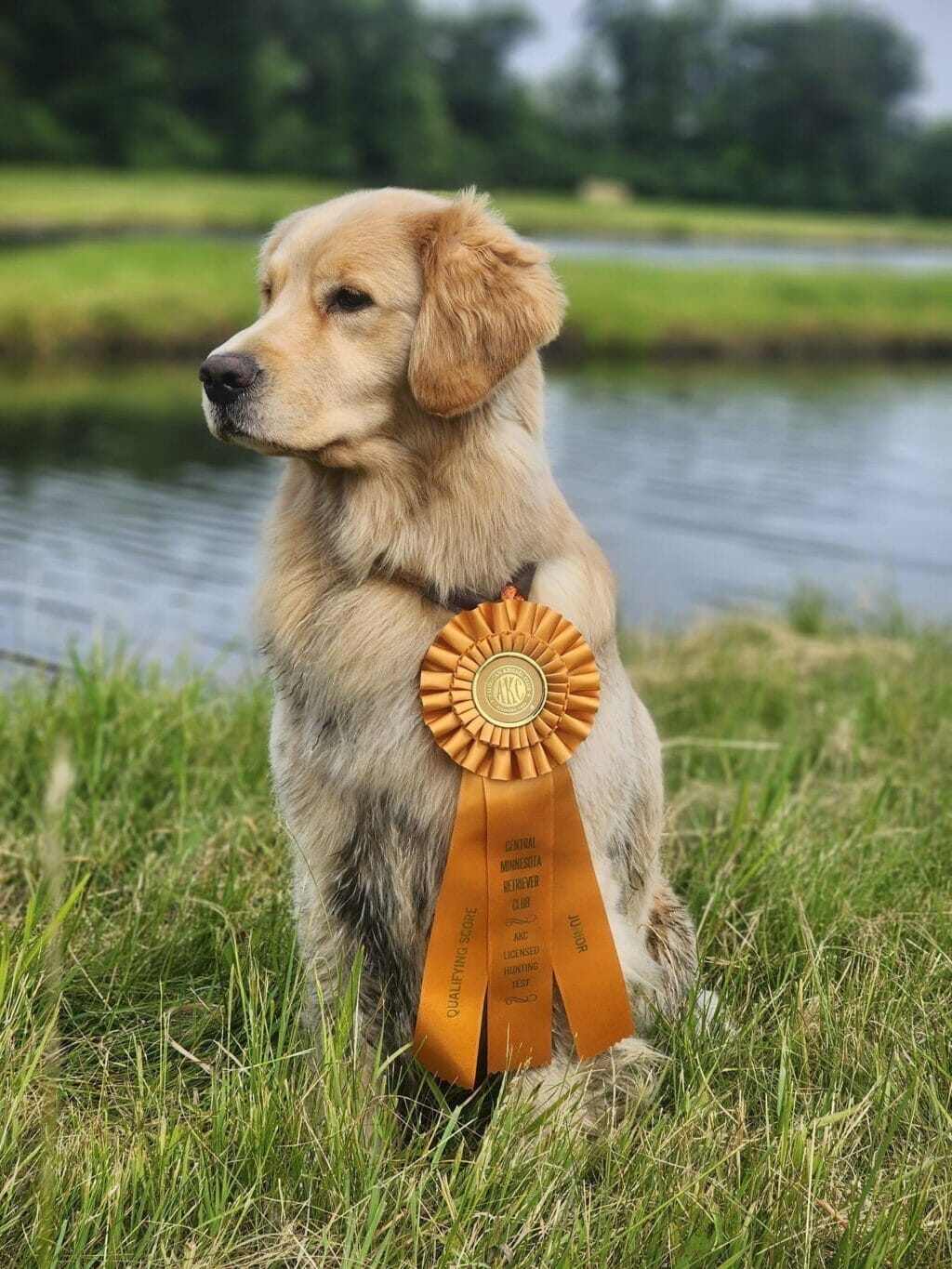 Photo of CH Forever’s Find Your Beach JH RN DN TKA CGCA RATS SWN OD, a  Golden Retriever.