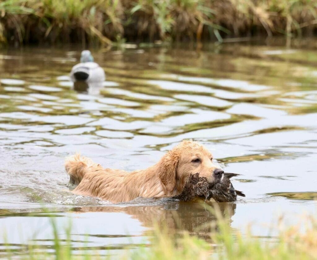 Photo of CH Forever’s Find Your Beach JH RN DN TKA CGCA RATS SWN OD, a  Golden Retriever.